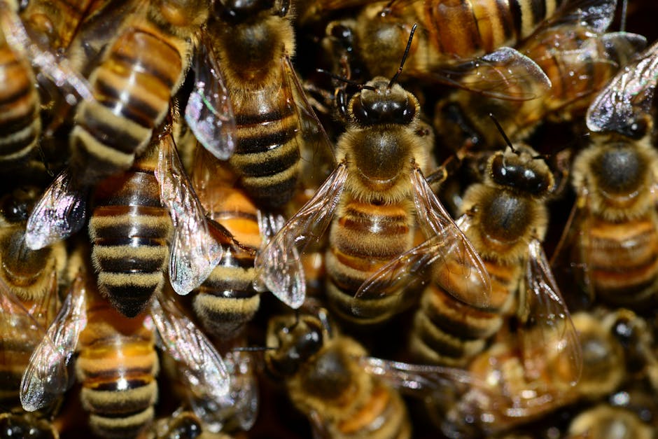 Colonia de abejas melíferas con reina visible en el panal