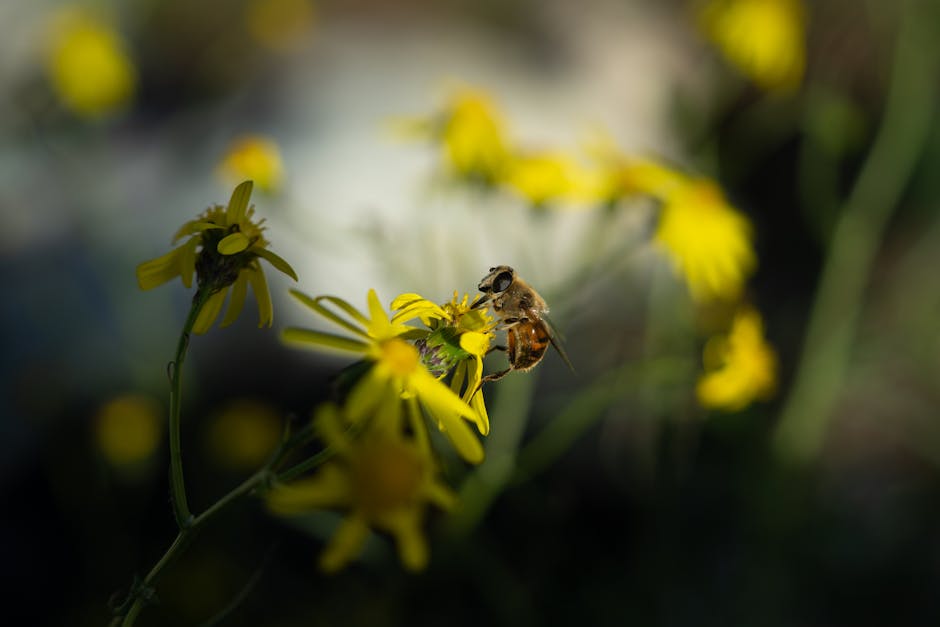 Abeja recolectando néctar de una flor en un jardín urbano de España